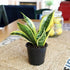 generic (1 Live Variegated Snake Plant Fully Rooted Sansevieria Superba, Low Light Tolerant, Air Purifying, Easy Care