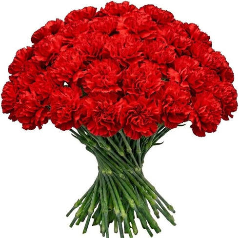 FlowerPrime 50 Red Carnations - Fresh Natural Cut Flowers