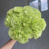 38 Green Carnation Flowers Hydroponic Flower Arrangement Mothers Day Gift Home Decor Birthday Anniversary Healing