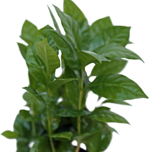 4" Live Coffee Plant, Coffea Arabica, Coffee Tree, Arabian Coffee, Fragrant Houseplant, Mother's Day Gift, Christmas