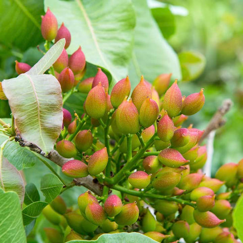 (6 170g) Wilderness Poets, Organic, Whole, Raw Pistachios - Grown in California, Fresh, Bright Green, Unsalted