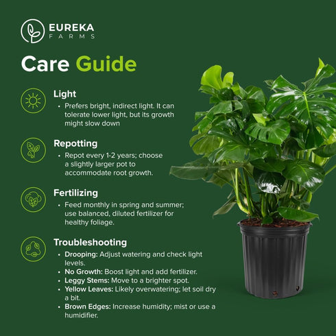 Monstera Deliciosa Swiss Cheese Plant - Tropical Indoor Houseplant, Exotic Air Purifying, Low Maintenance, Ideal