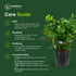 Monstera Deliciosa Swiss Cheese Plant - Tropical Indoor Houseplant, Exotic Air Purifying, Low Maintenance, Ideal