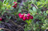 2 Food to Live Organic Cranberry Juice Powder, Pounds - Non-GMO, Unsulfured, Raw, Dried Fruit, Vegan, Bulk, Great