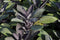 Purple Sage Herb - Grow Indoors/Out - Live Plant - 3" Pot