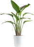 Costa Farms White Bird of Paradise, Large Live Indoor Plant, 2-3 Feet