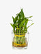 Generic Two Layer Live Luck Bamboo Indoor House Plant in Glass Vase, Live