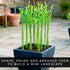 7 Beta Bucks John Bamboo Willow Bonsai Forest Willow Bonsai Cuttings for DIY Mini Tree Garden, Fast Rooting Live Plant
