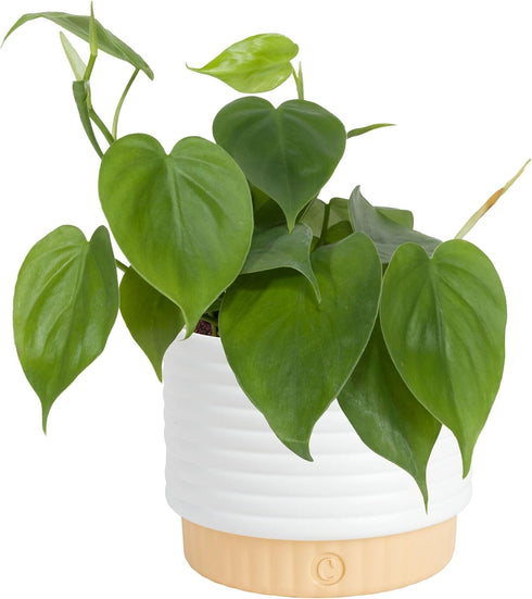 Costa Farms Philodendron Live Plant, Grower's Choice Indoor House Plant, Easy to