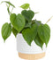 Costa Farms Philodendron Live Plant, Grower's Choice Indoor House Plant, Easy to