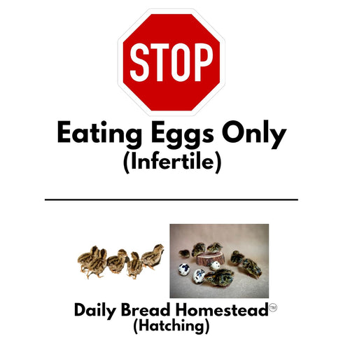 (36+ Count) FARM FRESH Quail Eggs *Laid in the U.S.* Hormone Free; Non-GMO - *Eating Eggs*