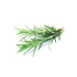 Biokoma Pure Organic Rosemary Dried Leaves, 100g (3.55oz), Resealable Moisture Proof Pouch, USDA Certified Organic.