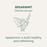 16 Traditional Medicinals Organic, Spearmint Tea - Supports Everyday Wellness, Healthy & Refreshing - Kosher, Non-GMO