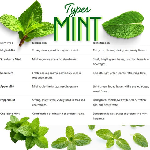 Sets 2 3.5" 5-9" TANKDA Live Mint Plants Herb in Pot, Fresh Spearmint for Indoor Outdoor Growing, Spring Planting