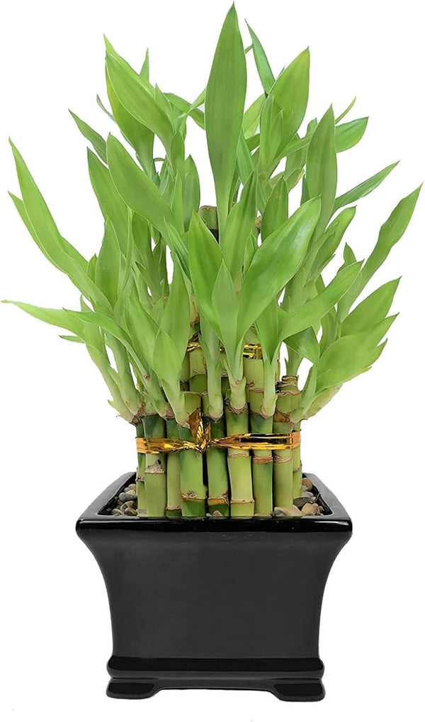 Athena's Garden Classic Three Layer Lucky Bamboo Plant Indoor Live Tower in