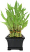 Athena's Garden Classic Three Layer Lucky Bamboo Plant Indoor Live Tower in