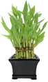 Athena's Garden Classic Three Layer Lucky Bamboo Plant Indoor Live Tower in