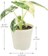 Arcadia Garden Products 4-inch, Live Frydek Variegated Alocasia Rare Indoor Houseplant in Plastic Pot, Tropical Plant