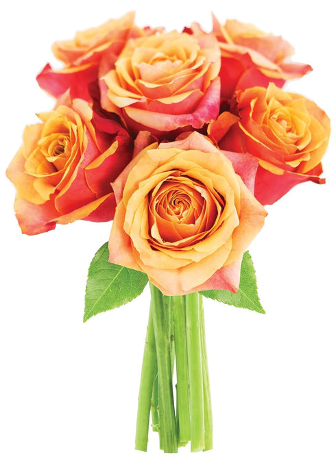 KaBloom - 6 Orange Roses without vase - Fresh Flowers for Birthday,