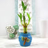 3 (1x 6" 2X 4" NW Wholesaler - Stalk Live Lucky Bamboo Plant - Stalk, - Stalks) - Live Indoor Houseplants for Home