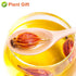 Plant Gift 3.52oz/100g Dried Gardenia Fruit/Cape jasmine/Natural Herb Tea/Gardenia jasminoides Ellis/ Chinese Herbal