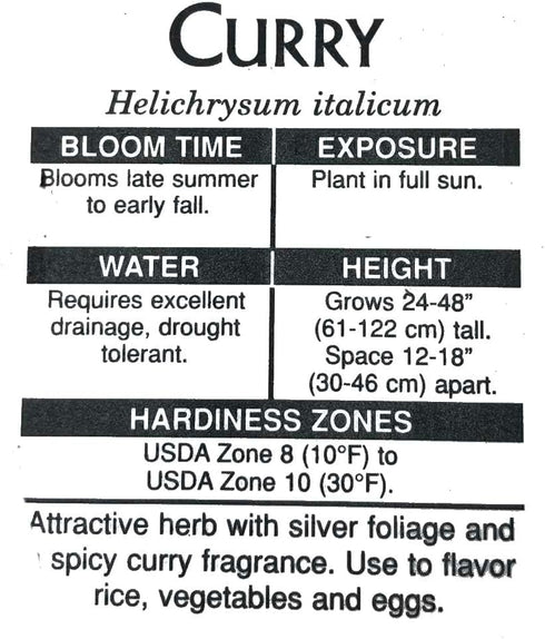 2.5 inch Curry Plant (Helichrysum italicum) Pot