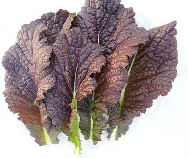 Red Giant Mustard Green Seeds - 50 Count Seed Pack - Non-GMO