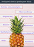 Indus Farms Superfoods Pineapple Whole Fruit Powder, Nutritious & Versatile, 1 LB