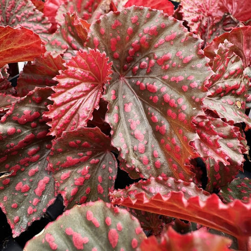 4 4 8 Combo Begonias Houseplant Live Indoor, Mix Begonia Maculata Live Plant, Random Begonias Live Plants Outdoor