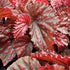 4 4 8 Combo Begonias Houseplant Live Indoor, Mix Begonia Maculata Live Plant, Random Begonias Live Plants Outdoor
