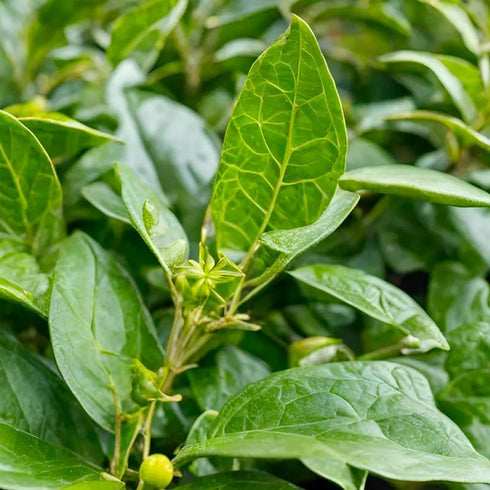 (4 Pack) Yerba Mate Tea Plant | Real Live Plant for Sale | Perfect for Tea Lovers | Hardy and Easy to Grow for Planting