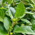(4 Pack) Yerba Mate Tea Plant | Real Live Plant for Sale | Perfect for Tea Lovers | Hardy and Easy to Grow for Planting
