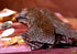 16oz Mahogany Smoked Meats: Jerky Medley