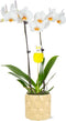 Green Circle Growers 5" White with Yellow Orchid in Yellow Pot with