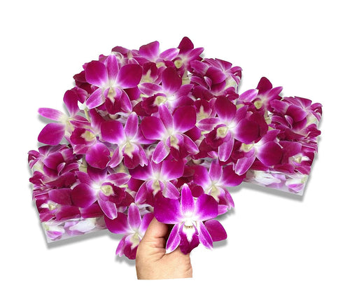 Miami Fresh Orchid Flower OrchidClub USA Sunne Tropical Loose Bloom Head DIY