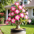 QYTGVSZ (2) Desert Rose Succulent with Vivid Trumpet Drought-Tolerant Caudex Ideal for Windowsills, Desktops & Indoor