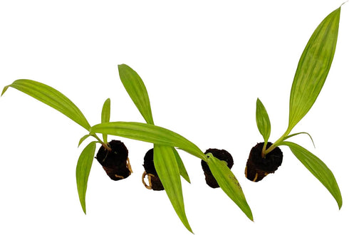 2-4" 1ct ragnaroc Spathoglottis Mello Yellow (Ground Orchid) Live Plant for Indoor Outdoor Use, Garden & Landscaping