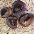 1lb KOPABANA Panla Kika (Smoked Whiting Fish) Eja kika, Eja egun,Panla egun Fish, Eja kika Fish, Dry Fish, Smoked