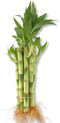 Lucky Indoor Bamboo - Live Plants - Ships Bare Root - 5-Pack