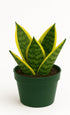 Sansevieria trifasciata Superba Live Plant in 4 Pot Dwarf Snake Plant with
