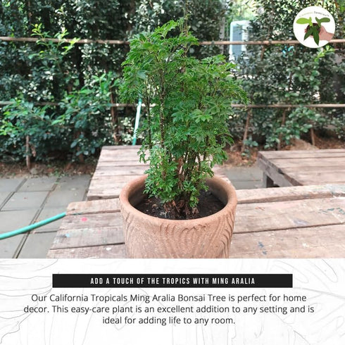 6'' California Tropicals Ming Aralia Live Bonsai Tree - Unique and Easy to Grow Houseplant for Hobbies, Desk, Interior