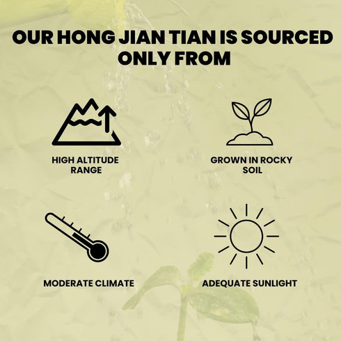 1 Golden Root | Hong Jing Tian | Rhodiola Rosea Herb (Whole Root) Herb Tea, Pound - Plum Dragon Herbs