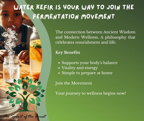 The Spirit Of The Forest Live DORMANT ENDLESS Fresh Water Kefir Grains DIY Fermented Probiotic Drink Enhances Gut