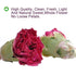 Plant Gift 100% 100% 45g/1.58oz Herbal Carnations Flowers Tea,Chinese Flower tea, natural carnation tea health