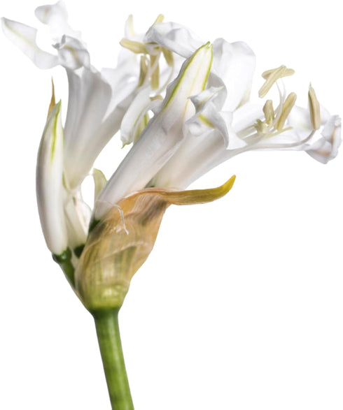 10 Elegant White Lycoris Radiata Bouquet - Premium Floral Stems for Home D cor
