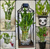 Generic 7 5x4 2x6, Growing Gift - Lucky Bamboo Plants, and Bring Positive Energy, Easy to Care, Just Add Water, Free