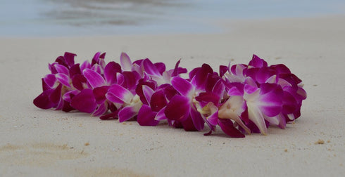 Aloha Island Lei Fresh Hawaiian Orchid Flower Lei, Single Strand From Hawaii