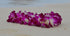 Aloha Island Lei Fresh Hawaiian Orchid Flower Lei, Single Strand From Hawaii