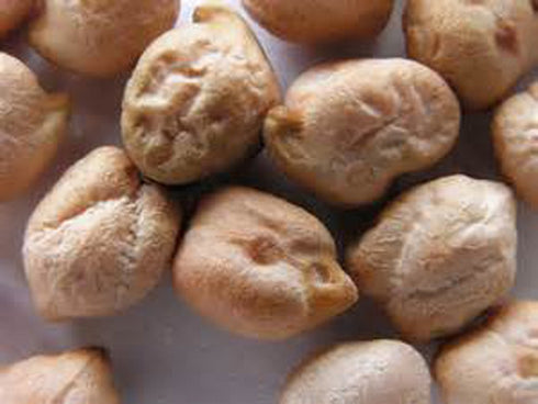 8 Garbanzo Bean Microgreen OUNCES OF GARBANZO BEAN SEEDS FOR SPROUTING