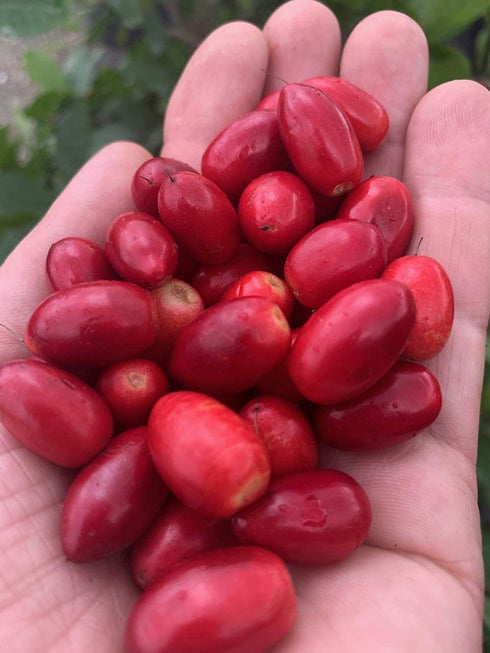 THE SNOZZBERRY FARM Snozzberry 88 Miracle Berries by Farm | berry halves | Freeze-dried, Grown in the USA | Turn Sour